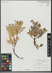 Foto von Salix hastata L.